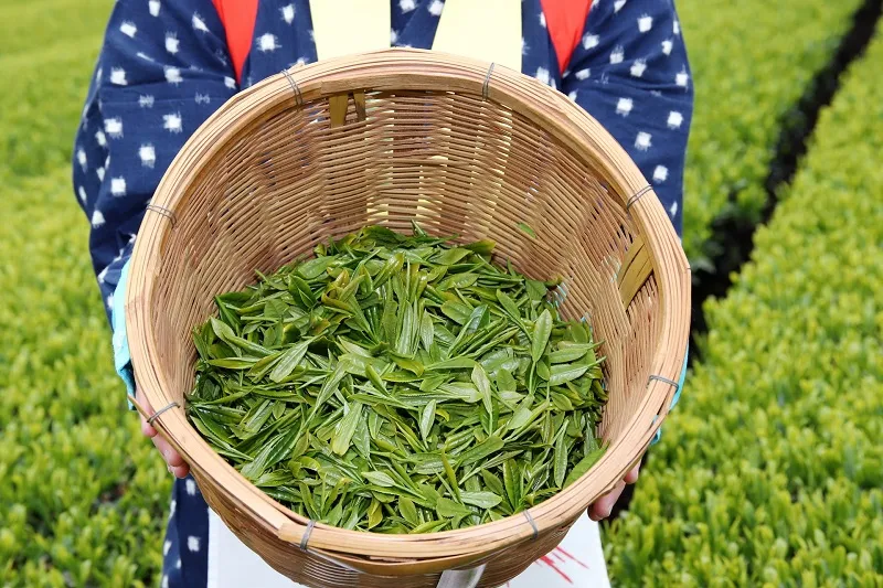 新茶の季節！お茶の種類は作り方で変わる！